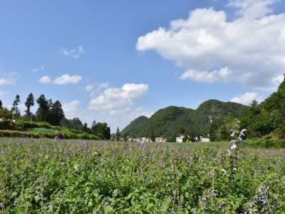 红河元阳县熊老六板蓝根种植基地  供应量10 吨图4