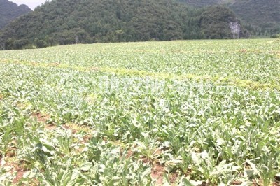 红河元阳县熊老六板蓝根种植基地  供应量10 吨图5