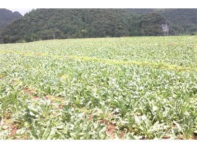 红河元阳县熊老六板蓝根种植基地  供应量10 吨图5