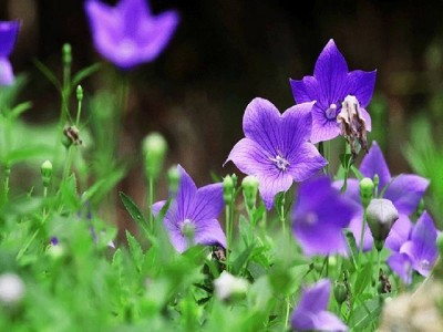 红河元阳县熊老六板蓝根种植基地  供应量10 吨图6