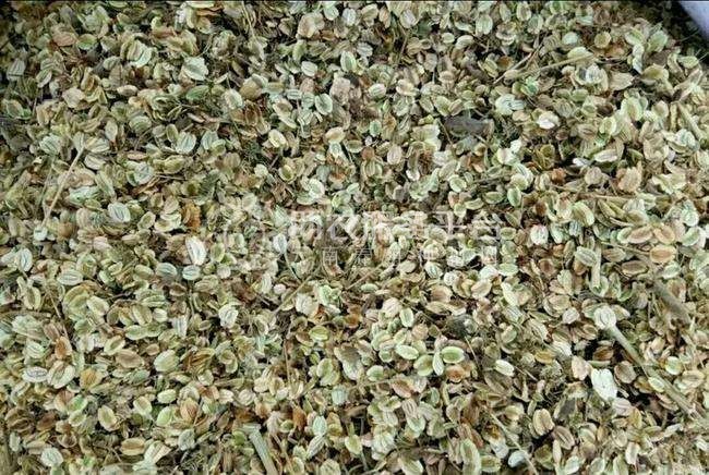 红河元阳县熊老六板蓝根种植基地  供应量10 吨图7