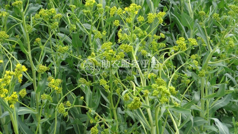 红河元阳县熊老六板蓝根种植基地  供应量10 吨图8