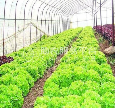 红河泸西永宁蔬菜种植基地 供应量 20吨图1