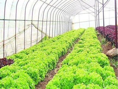 红河泸西永宁蔬菜种植基地 供应量 20吨