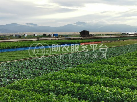 红河泸西永宁蔬菜种植基地 供应量 20吨图3