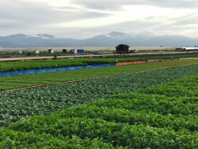 红河泸西永宁蔬菜种植基地 供应量 20吨图3