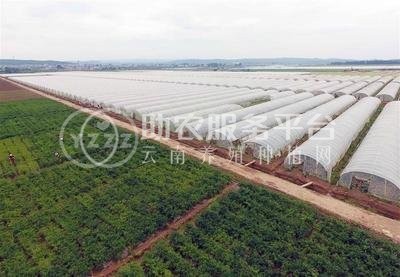 红河泸西永宁蔬菜种植基地 供应量 20吨图4