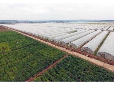 红河泸西永宁蔬菜种植基地 供应量 20吨图4