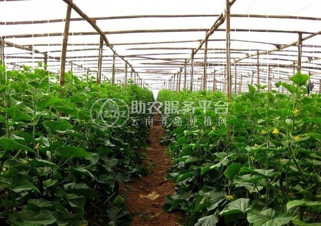 红河泸西永宁蔬菜种植基地 供应量 20吨图5