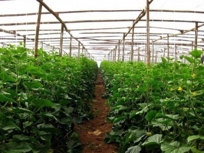 红河泸西永宁蔬菜种植基地 供应量 20吨图5