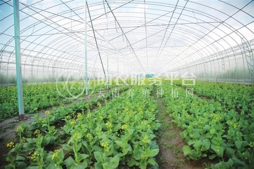 红河泸西永宁蔬菜种植基地 供应量 20吨图6