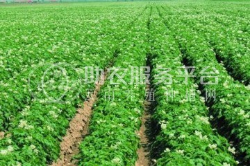 红河泸西永宁蔬菜种植基地 供应量 20吨图7