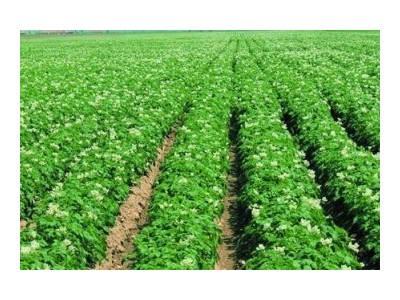 红河泸西永宁蔬菜种植基地 供应量 20吨图7