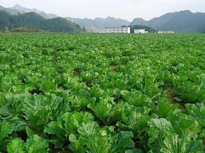 红河泸西永宁蔬菜种植基地 供应量 20吨图8