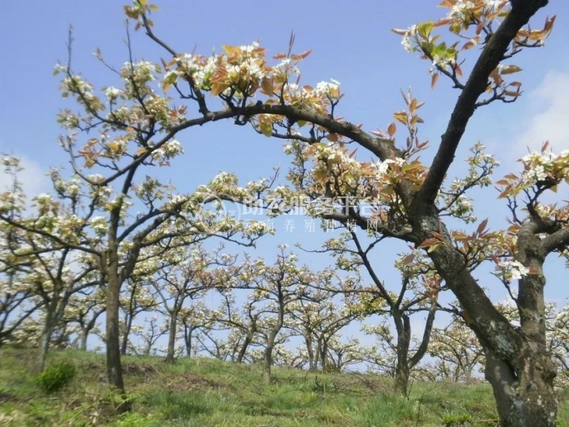 红河泸西永宁钱春梨园种植基地  供应量 20吨图1