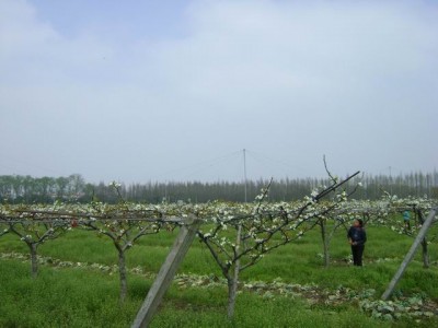 红河泸西永宁钱春梨园种植基地  供应量 20吨图2