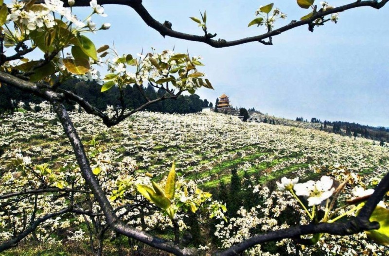红河泸西永宁钱春梨园种植基地  供应量 20吨图3
