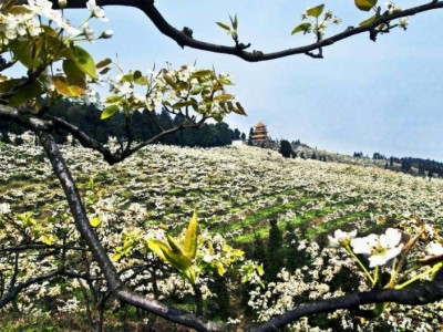 红河泸西永宁钱春梨园种植基地  供应量 20吨图3