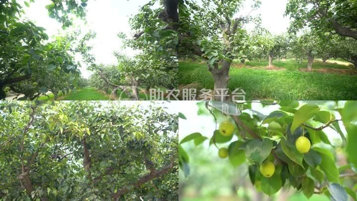 红河泸西永宁钱春梨园种植基地  供应量 20吨图4