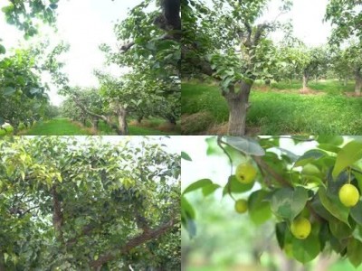 红河泸西永宁钱春梨园种植基地  供应量 20吨图4