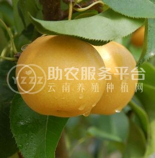 红河泸西永宁钱春梨园种植基地  供应量 20吨图5