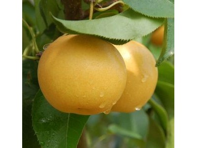 红河泸西永宁钱春梨园种植基地  供应量 20吨图5