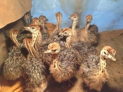 玉溪鸵鸟养殖基地供应量3万只图2