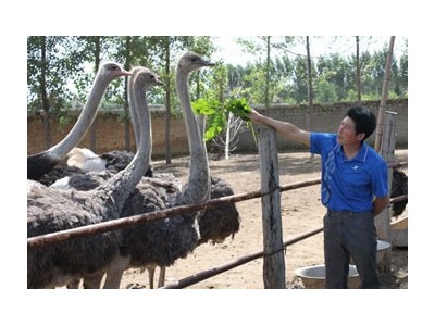 玉溪鸵鸟养殖基地供应量3万只