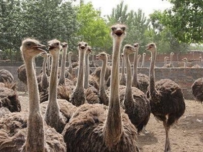 玉溪鸵鸟养殖基地供应量3万只图8