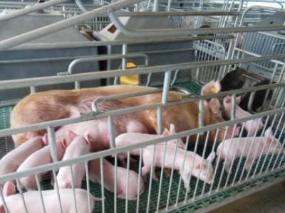 玉溪生猪养殖基地供应量7万头