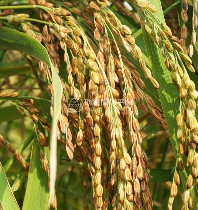 怒江大米种植基地供应10吨图3