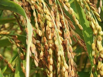 怒江大米种植基地供应10吨图3