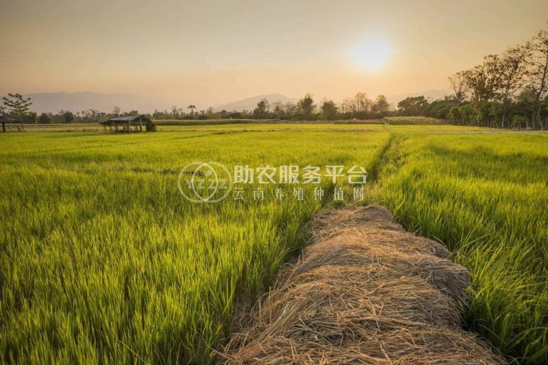 怒江大米种植基地供应10吨图4