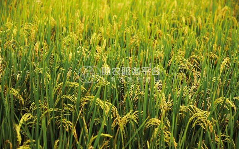怒江大米种植基地供应10吨图5