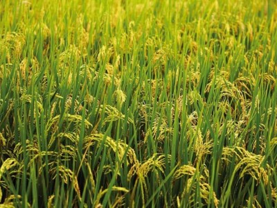 怒江大米种植基地供应10吨图5