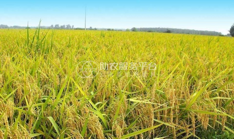 怒江大米种植基地供应10吨图6