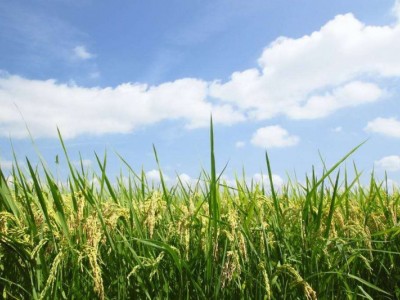 怒江大米种植基地供应10吨图7
