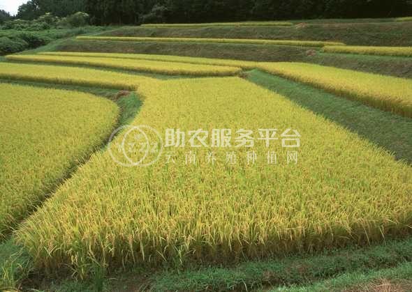 怒江大米种植基地供应10吨图8