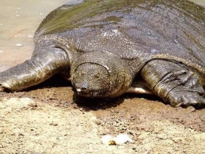 玉溪龟鳖养殖基地供应量300万只图6