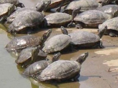 玉溪龟鳖养殖基地供应量300万只图8