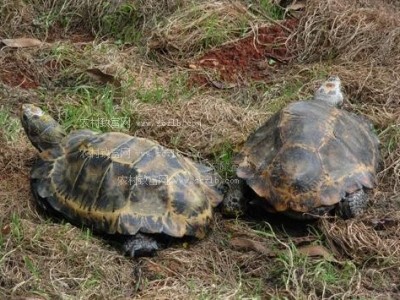 玉溪龟鳖养殖基地供应量300万只图3
