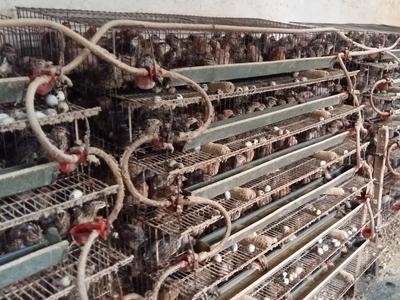 玉溪鹌鹑养殖基地供应量50万只图8