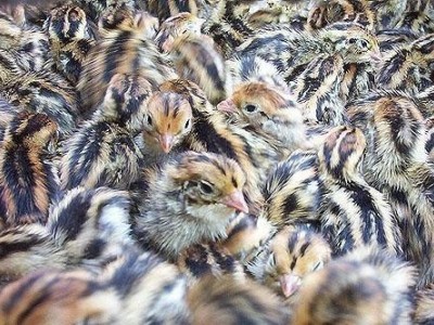 玉溪鹌鹑养殖基地供应量50万只