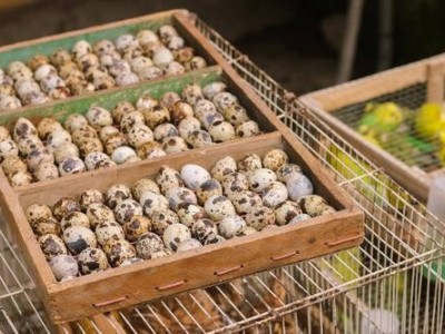玉溪鹌鹑养殖基地供应量50万只图3