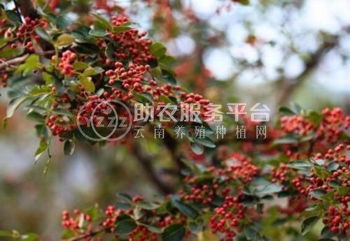 怒江花椒种植基地供应5吨图1