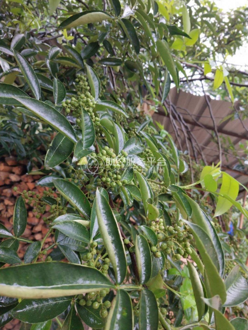 怒江花椒种植基地供应5吨图2