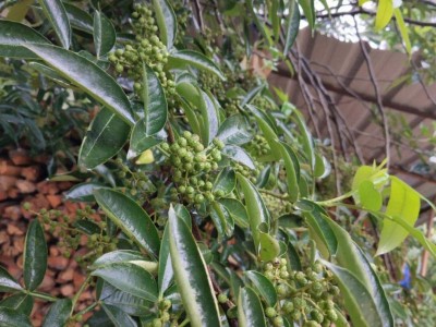 怒江花椒种植基地供应5吨图2