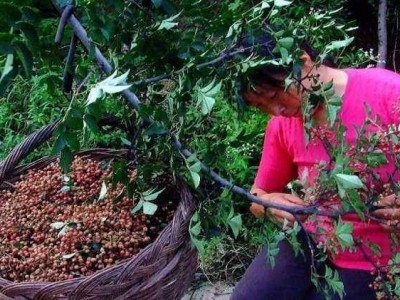 怒江花椒种植基地供应5吨图3