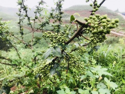 怒江花椒种植基地供应5吨图4