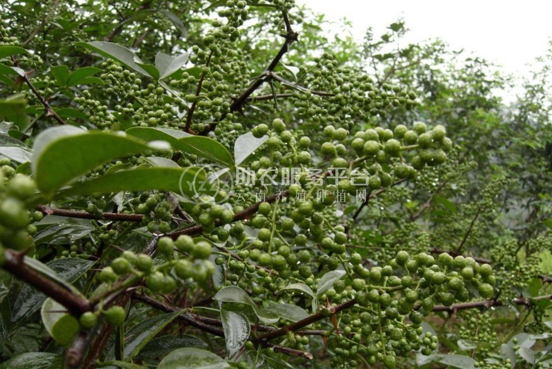 怒江花椒种植基地供应5吨图5